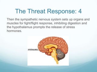 The Threat Response: 4
Then the sympathetic nervous system sets up organs and
muscles for fight/flight response, inhibiting digestion and
the hypothalamus prompts the release of stress
hormones.

 