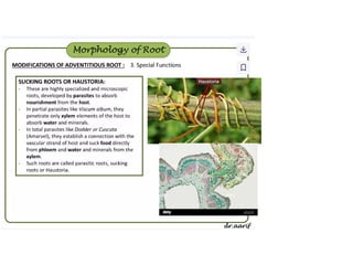 TYPES OF ROOTS FOR BOTANY CLASS DISCUSSION | PDF