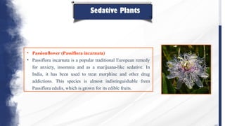 Sedative Plants
• Passionflower (Passiflora incarnata)
• Passiflora incarnata is a popular traditional European remedy
for anxiety, insomnia and as a marijuana-like sedative. In
India, it has been used to treat morphine and other drug
addictions. This species is almost indistinguishable from
Passiflora edulis, which is grown for its edible fruits.
 