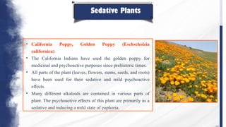 Sedative Plants
• California Poppy, Golden Poppy (Eschscholzia
californica)
• The California Indians have used the golden poppy for
medicinal and psychoactive purposes since prehistoric times.
• All parts of the plant (leaves, flowers, stems, seeds, and roots)
have been used for their sedative and mild psychoactive
effects.
• Many different alkaloids are contained in various parts of
plant. The psychoactive effects of this plant are primarily as a
sedative and inducing a mild state of euphoria.
 