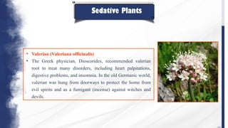 Sedative Plants
• Valerian (Valeriana officinalis)
• The Greek physician, Dioscorides, recommended valerian
root to treat many disorders, including heart palpitations,
digestive problems, and insomnia. In the old Germanic world,
valerian was hung from doorways to protect the home from
evil spirits and as a fumigant (incense) against witches and
devils.
 