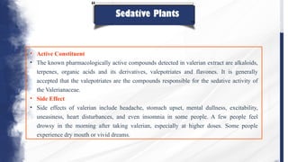 Sedative Plants
• Active Constituent
• The known pharmacologically active compounds detected in valerian extract are alkaloids,
terpenes, organic acids and its derivatives, valepotriates and flavones. It is generally
accepted that the valepotriates are the compounds responsible for the sedative activity of
the Valerianaceae.
• Side Effect
• Side effects of valerian include headache, stomach upset, mental dullness, excitability,
uneasiness, heart disturbances, and even insomnia in some people. A few people feel
drowsy in the morning after taking valerian, especially at higher doses. Some people
experience dry mouth or vivid dreams.
 