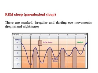 REM sleep (paradoxical sleep)
There are marked, irregular and darting eye movements;
dreams and nightmares
 
