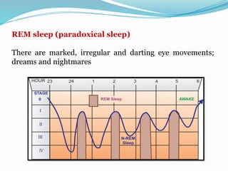 REM sleep (paradoxical sleep)
There are marked, irregular and darting eye movements;
dreams and nightmares
 