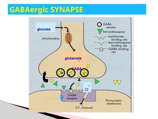 GABAergic SYNAPSE
GABA
glutamate
glucose
Cl
-
 