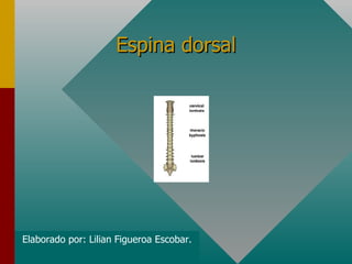 Espina dorsal Elaborado por: Lilian Figueroa Escobar. 