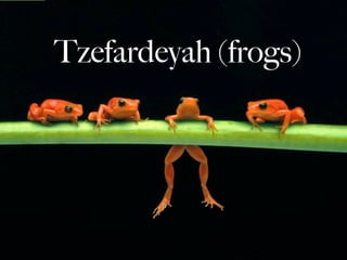 Tzefardeyah (frogs)
 