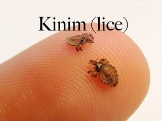 Kinim (lice)
 