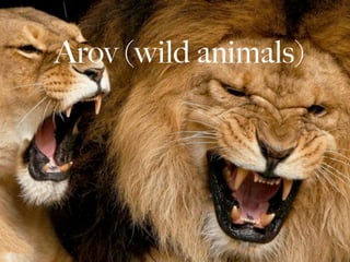 Arov (wild animals)
 