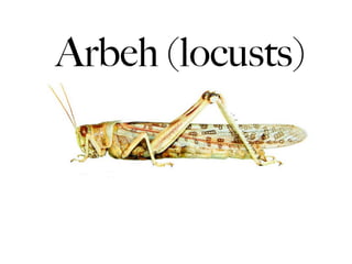 Arbeh (locusts)
 