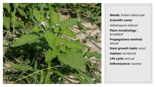 Weeds: Indian heliotrope
Scientific name
Heliotropium indicum
Plant morphology :
broadleaf
Propagations method:
sexual
Stem growth habit: erect
Habitat: terrestrial
Life cycle: annual
Inflorescence: raceme
 