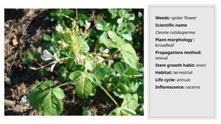 Weeds: spider flower
Scientific name
Cleome rutidosperma
Plant morphology :
broadleaf
Propagations method:
sexual
Stem growth habit: erect
Habitat: terrestrial
Life cycle: annual
Inflorescence: raceme
 