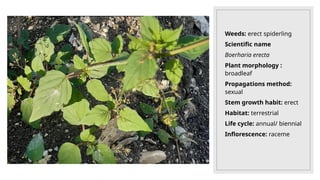 Weeds: erect spiderling
Scientific name
Boerharia erecta
Plant morphology :
broadleaf
Propagations method:
sexual
Stem growth habit: erect
Habitat: terrestrial
Life cycle: annual/ biennial
Inflorescence: raceme
 