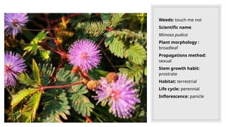 Weeds: touch me not
Scientific name
Mimosa pudica
Plant morphology :
broadleaf
Propagations method:
sexual
Stem growth habit:
prostrate
Habitat: terrestrial
Life cycle: perennial
Inflorescence: panicle
 