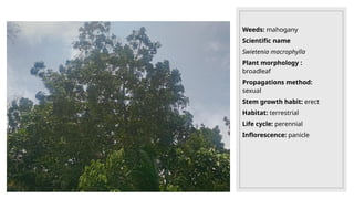 Weeds: mahogany
Scientific name
Swietenia macrophylla
Plant morphology :
broadleaf
Propagations method:
sexual
Stem growth habit: erect
Habitat: terrestrial
Life cycle: perennial
Inflorescence: panicle
 