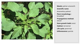 Weeds: palmer amaranth
Scientific name
Amaranthus palmeri
Plant morphology :
broadleaf
Propagations method:
sexual
Stem growth habit: erect
Habitat: terrestrial
Life cycle: perennial
Inflorescence: panicle
 