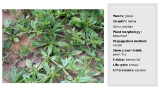 Weeds: glinus
Scientific name
Glinus lotoides
Plant morphology :
broadleaf
Propagations method:
sexual
Stem growth habit:
prostrate
Habitat: terrestrial
Life cycle: annual
Inflorescence: raceme
 
