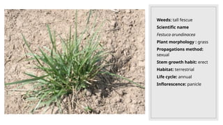 Weeds: tall fescue
Scientific name
Festuca arundinacea
Plant morphology : grass
Propagations method:
sexual
Stem growth habit: erect
Habitat: terrestrial
Life cycle: annual
Inflorescence: panicle
 