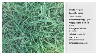 Weeds: ryegrass
Scientific name
Lolium perenne
Plant morphology : grass
Propagations method:
sexual
Stem growth habit:
creeping
Habitat: terrestrial
Life cycle:
annual/perennial
Inflorescence: panicle
 