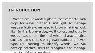 INTRODUCTION
Weeds are unwanted plants that compete with
crops for water, nutrients, and light. To manage
weeds effectively, we need to know what they look
like. In this lab exercise, we'll collect and classify
weeds based on their physical characteristics,
such as leaf shape, stem growth habit, and flower
type. By learning to identify weeds, we can
develop practical skills to recognize and manage
 