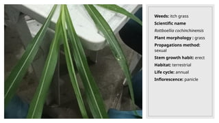Weeds: itch grass
Scientific name
Rottboellia cochinchinensis
Plant morphology : grass
Propagations method:
sexual
Stem growth habit: erect
Habitat: terrestrial
Life cycle: annual
Inflorescence: panicle
 