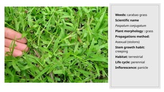 Weeds: carabao grass
Scientific name
Paspalum conjugatum
Plant morphology : grass
Propagations method:
Asexual (stolons)
Stem growth habit:
creeping
Habitat: terrestrial
Life cycle: perennial
Inflorescence: panicle
 