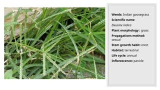 Weeds: Indian goosegrass
Scientific name
Eleusine indica
Plant morphology : grass
Propagations method:
sexual
Stem growth habit: erect
Habitat: terrestrial
Life cycle: annual
Inflorescence: panicle
 