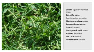 Weeds: Egyptian crowfoot
grass
Scientific name
Dactyloctenium aegyptium
Plant morphology : grass
Propagations method:
Asexual (stolons)
Stem growth habit: erect
Habitat: terrestrial
Life cycle: annual
Inflorescence: panicle
 