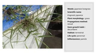 Weeds: japanese lovegrass
Scientific name
Eragrostic japonica
Plant morphology : grass
Propagations method:
sexual
Stem growth habit :
decumbent
Habitat: terrestrial
Life cycle: perennial
Inflorescence: panicle
 