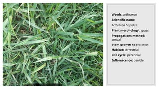 Weeds: arthraxon
Scientific name
Arthraxon hispidus
Plant morphology : grass
Propagations method:
sexual
Stem growth habit: erect
Habitat: terrestrial
Life cycle: perennial
Inflorescence: panicle
 