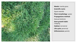 Weeds: manila grass
Scientific name
Zoysia matrella
Plant morphology : grass
Propagations method:
Asexual (stolons)
Stem growth habit:
creeping
Habitat: terrestrial
Life cycle: perennial
Inflorescence: panicle
 