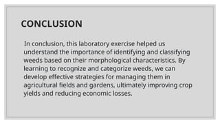 CONCLUSION
In conclusion, this laboratory exercise helped us
understand the importance of identifying and classifying
weeds based on their morphological characteristics. By
learning to recognize and categorize weeds, we can
develop effective strategies for managing them in
agricultural fields and gardens, ultimately improving crop
yields and reducing economic losses.
 