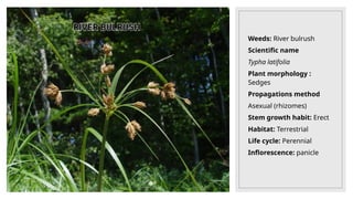 Weeds: River bulrush
Scientific name
Typha latifolia
Plant morphology :
Sedges
Propagations method
Asexual (rhizomes)
Stem growth habit: Erect
Habitat: Terrestrial
Life cycle: Perennial
Inflorescence: panicle
 