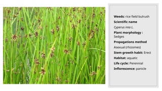 Weeds: rice field bulrush
Scientific name
Cyperus irea L.
Plant morphology :
Sedges
Propagations method
Asexual (rhizomes)
Stem growth habit: Erect
Habitat: aquatic
Life cycle: Perennial
Inflorescence: panicle
 
