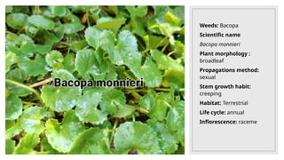 Weeds: Bacopa
Scientific name
Bacopa monnieri
Plant morphology :
broadleaf
Propagations method:
sexual
Stem growth habit:
creeping
Habitat: Terrestrial
Life cycle: annual
Inflorescence: raceme
 