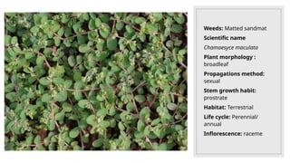 Weeds: Matted sandmat
Scientific name
Chamaesyce maculata
Plant morphology :
broadleaf
Propagations method:
sexual
Stem growth habit:
prostrate
Habitat: Terrestrial
Life cycle: Perennial/
annual
Inflorescence: raceme
 