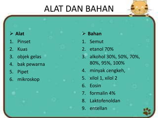 ALAT DAN BAHAN
 Alat
1. Pinset
2. Kuas
3. objek gelas
4. bak pewarna
5. Pipet
6. mikroskop
 Bahan
1. Semut
2. etanol 70%
3. alkohol 30%, 50%, 70%,
80%, 95%, 100%
4. minyak cengkeh,
5. xilol 1, xilol 2
6. Eosin
7. formalin 4%
8. Laktofenoldan
9. entellan
 