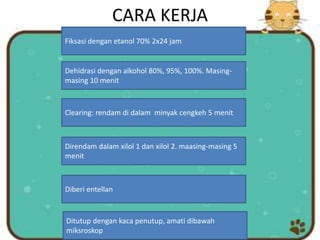 CARA KERJA
Fiksasi dengan etanol 70% 2x24 jam
Dehidrasi dengan alkohol 80%, 95%, 100%. Masing-
masing 10 menit
Clearing: rendam di dalam minyak cengkeh 5 menit
Direndam dalam xilol 1 dan xilol 2. maasing-masing 5
menit
Diberi entellan
Ditutup dengan kaca penutup, amati dibawah
miksroskop
 