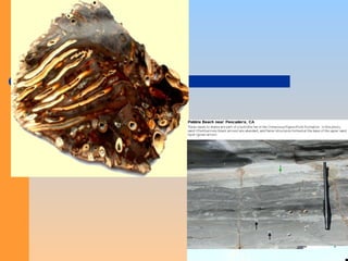sedimentary petrologyROCKSGEOLOGYGEO.ppt