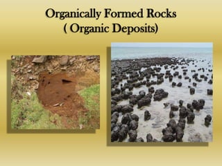 Organic Solids Rocks Sedimentary Rocks | PPTX