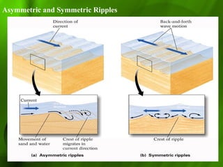 Asymmetric and Symmetric Ripples
river or wind currents (uni-
directional)
tidal currents (bi-
directional)
 