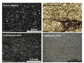Siliceous Siltstone
Carbonaceous shale Argillaceous shale
Calcareous Siltstone
 