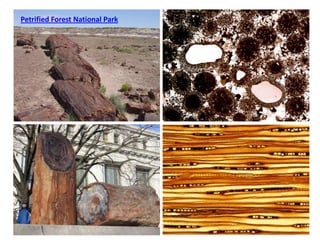 Petrified Forest National Park
 