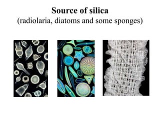 Source of silica
(radiolaria, diatoms and some sponges)
 