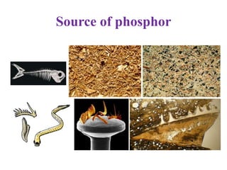 Source of phosphor
 