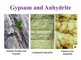 Selenite Swallow-tail
Gypsum
Laminated Anhydrite
Chicken-wire
Anhydrite
Gypsum and Anhydrite
 