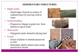 SEDIMENTARY STRUCTURES
• Ripple marks
– Small ridges formed on surface of
sediment layer by moving wind or
water
• Graded bedding
– Progressive change in grain size from
bottom to top of a bed
• Mud cracks
– Polygonal cracks formed in drying mud
• Fossils
– Traces of plants or animals preserved
in rock
– Hard parts (shells, bones) more easily
preserved as fossils
 