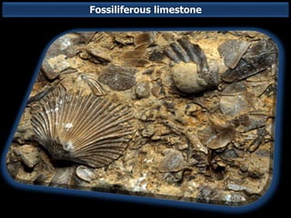 Fossiliferous limestone
 