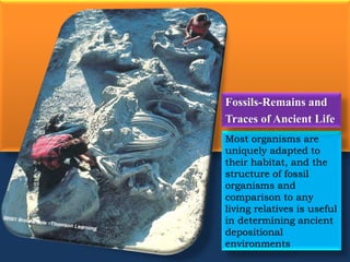 Most organisms are
uniquely adapted to
their habitat, and the
structure of fossil
organisms and
comparison to any
living relatives is useful
in determining ancient
depositional
environments
Fossils-Remains and
Traces of Ancient Life
 