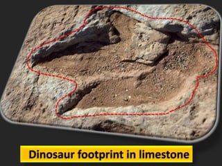 Dinosaur footprint in limestone
 